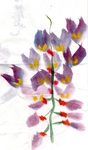 紫藤花