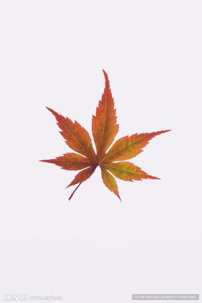 枫叶