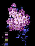一枝花