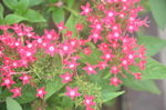 繁星花