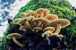 树上白色蘑菇图片