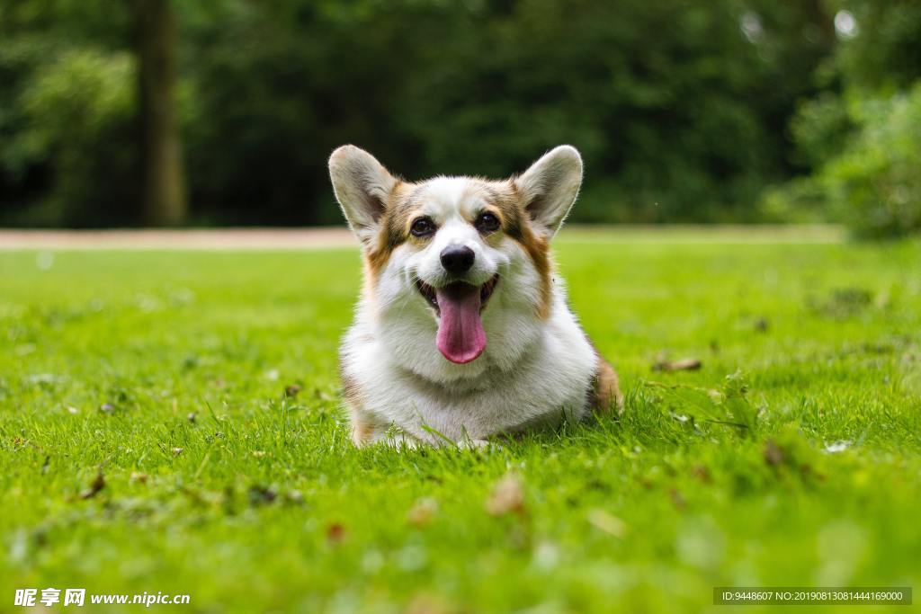 威尔士柯基犬