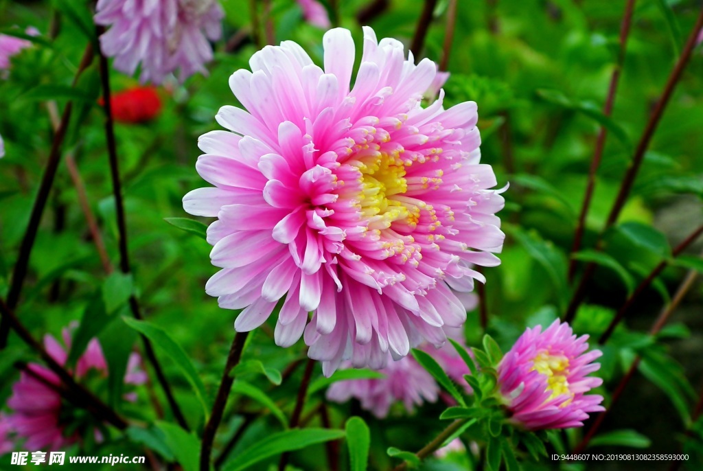 粉色翠菊花朵图片