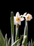 水仙花