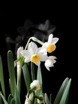 水仙花