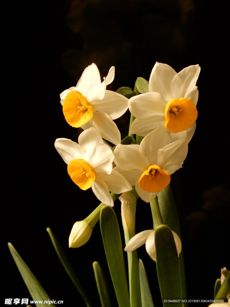 水仙花