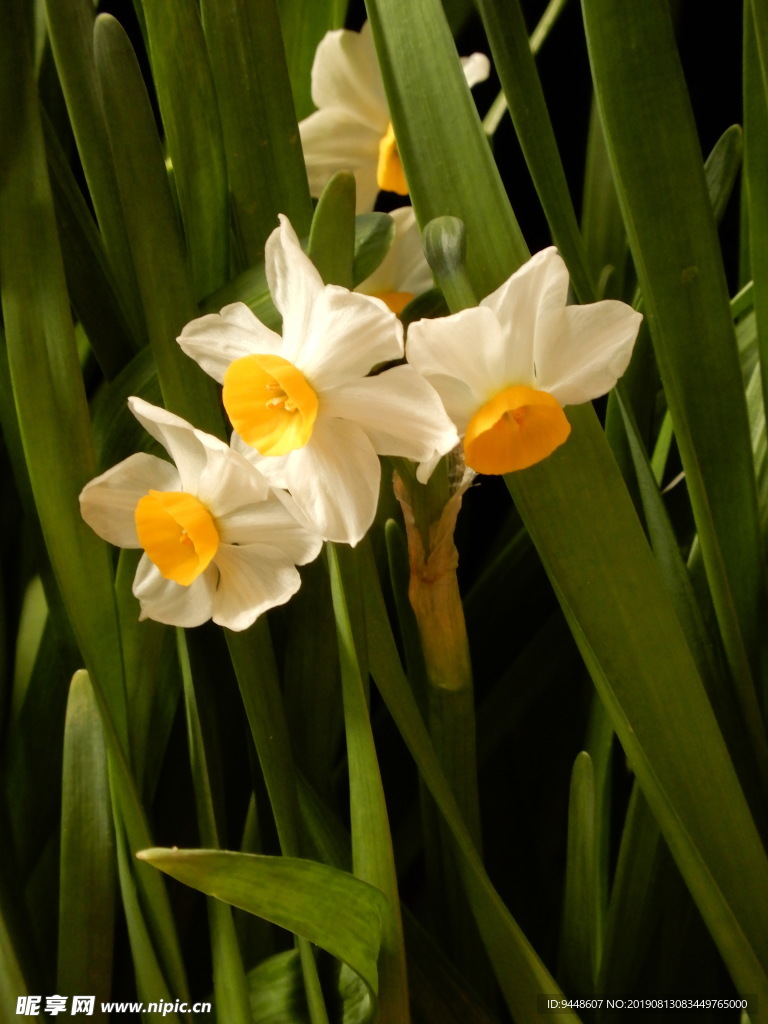 水仙花