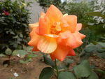 月季花