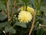 大丽菊