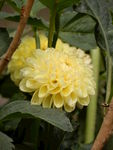 大丽菊