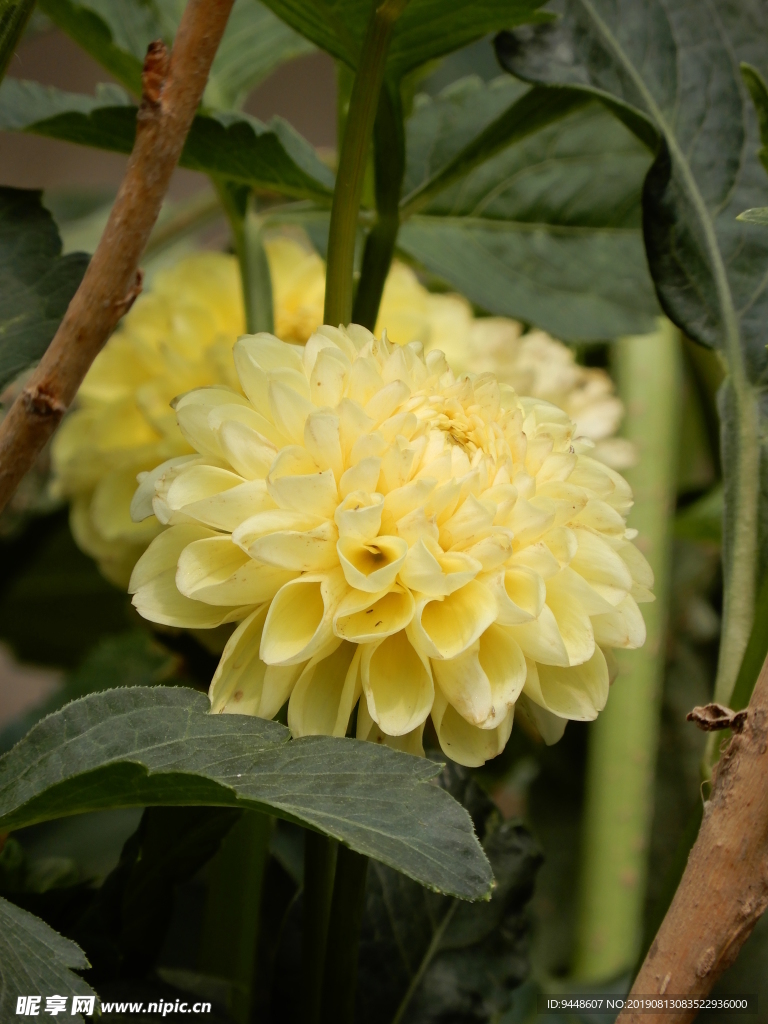 大丽菊