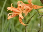 百合花