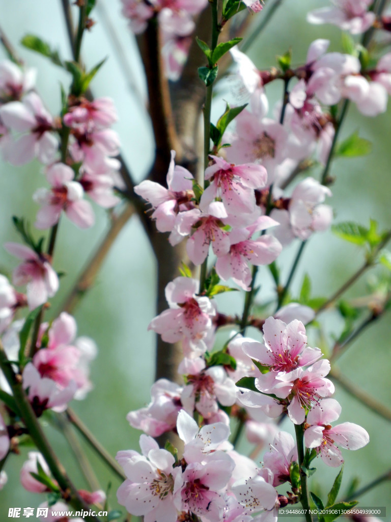 桃花