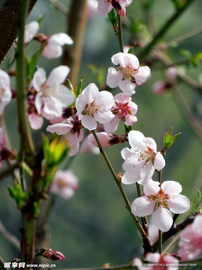 桃花