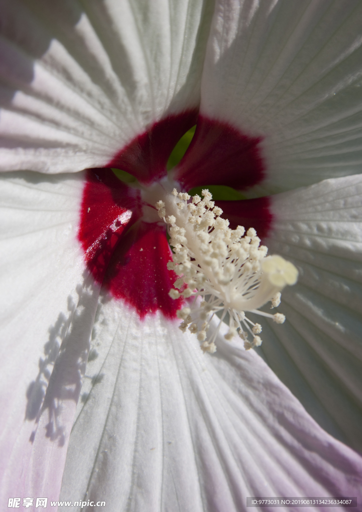 芙蓉花