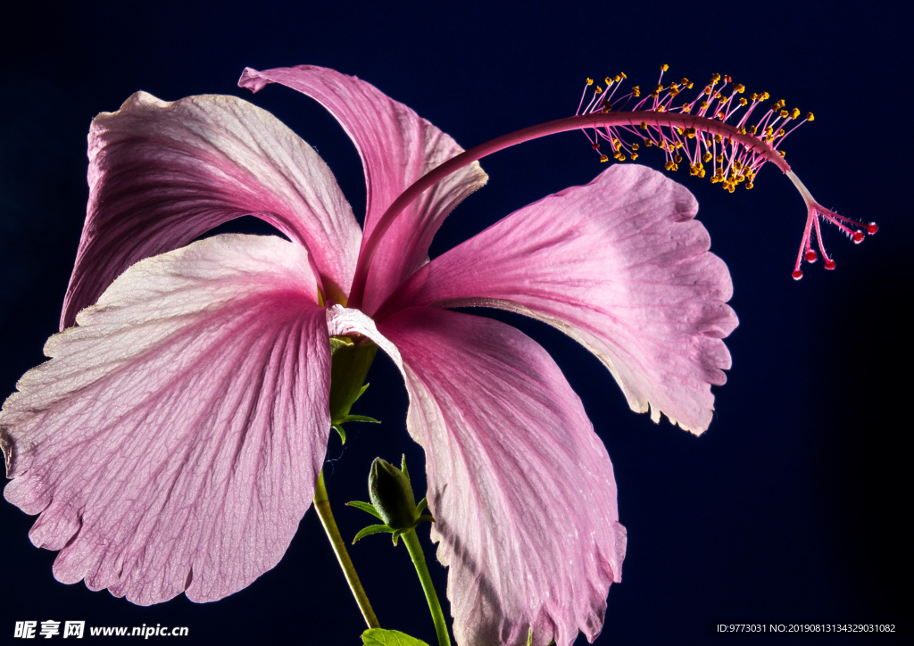 芙蓉花