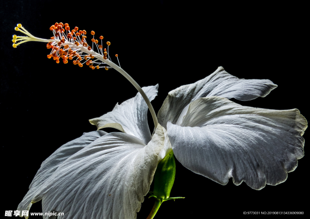 花蕊