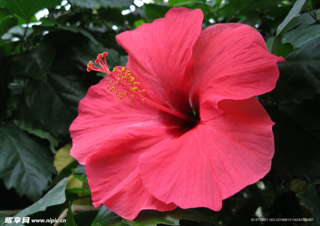 芙蓉花