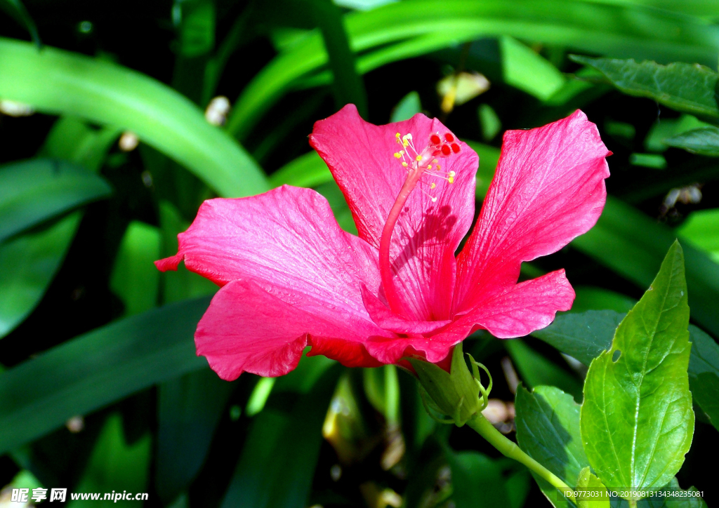 芙蓉花