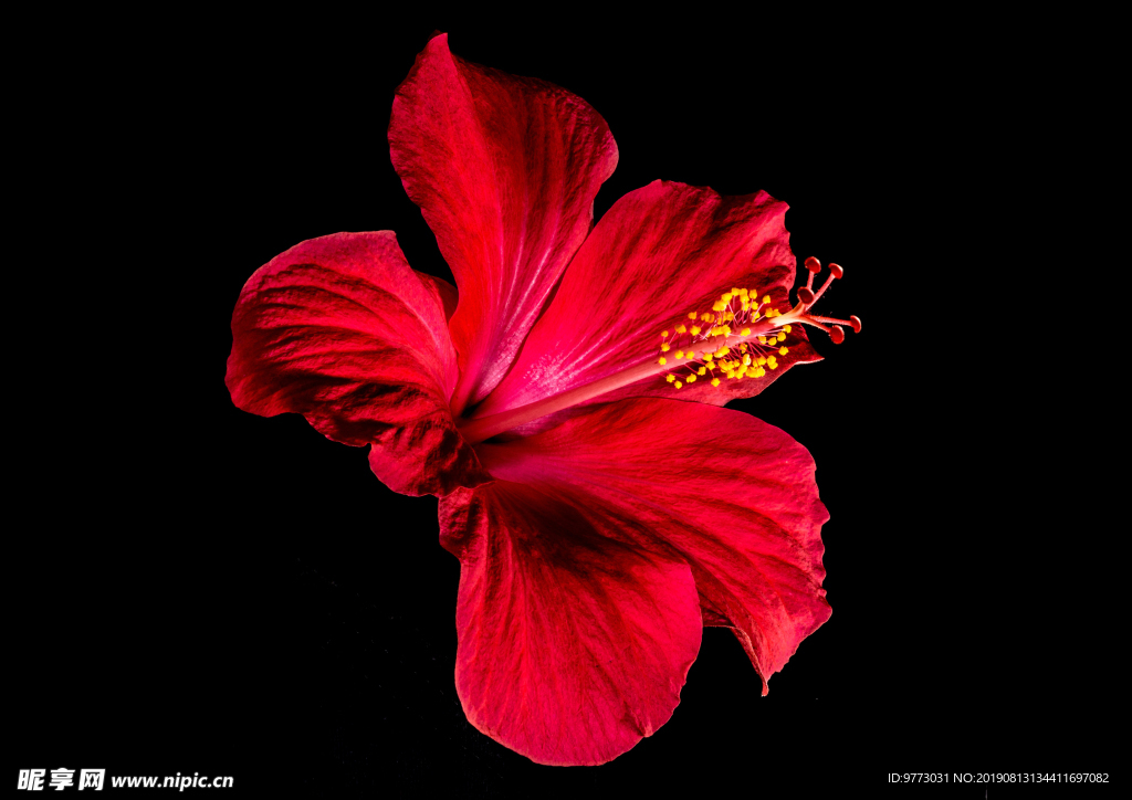 芙蓉花