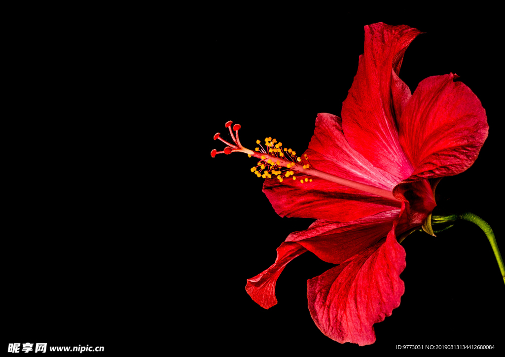 芙蓉花