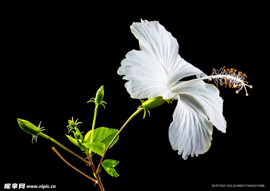 芙蓉花