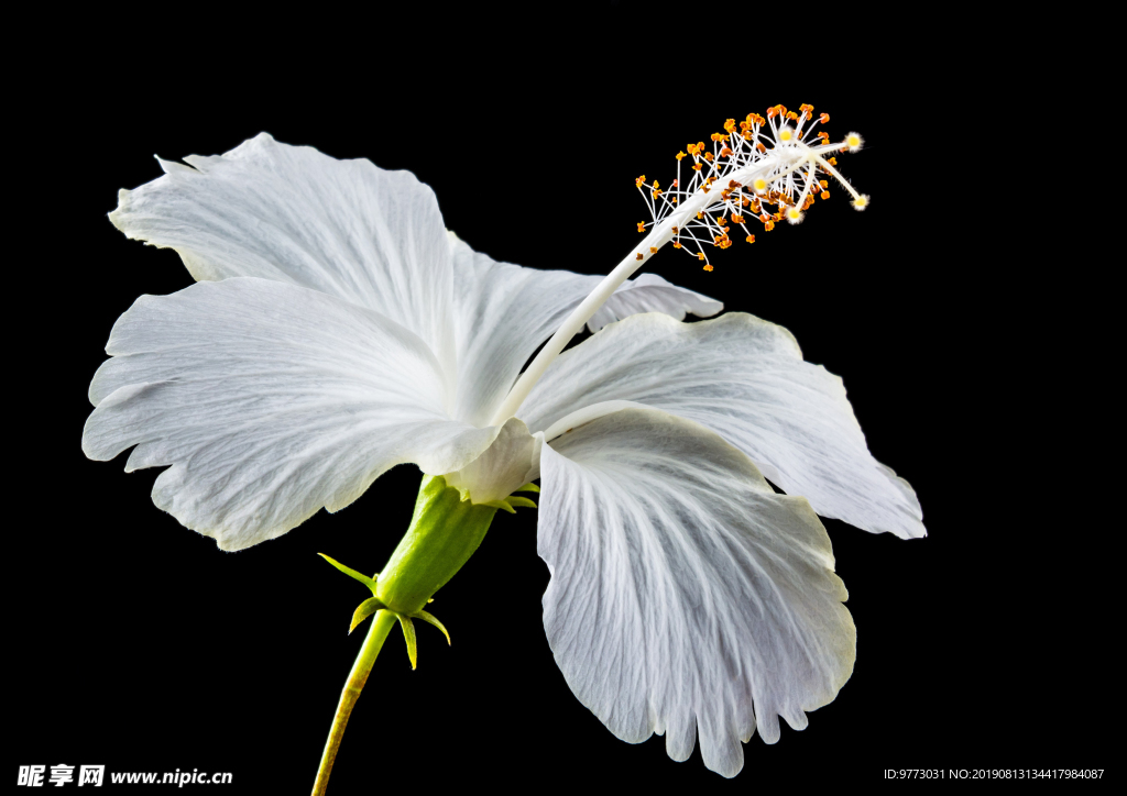 芙蓉花