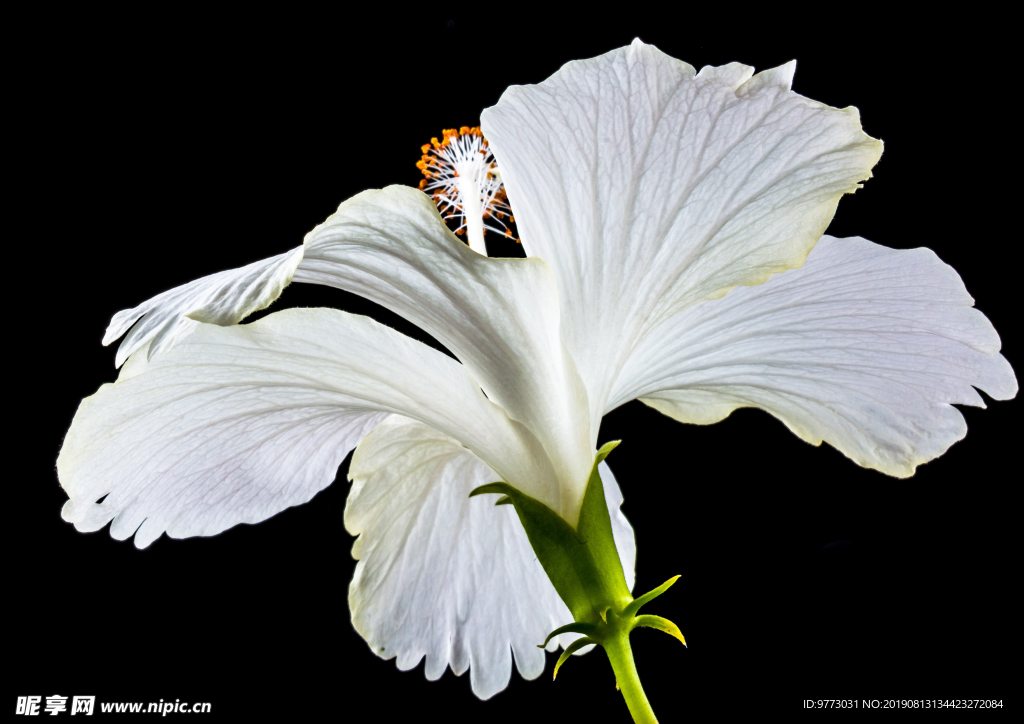 芙蓉花