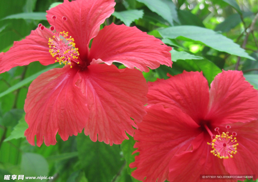 芙蓉花