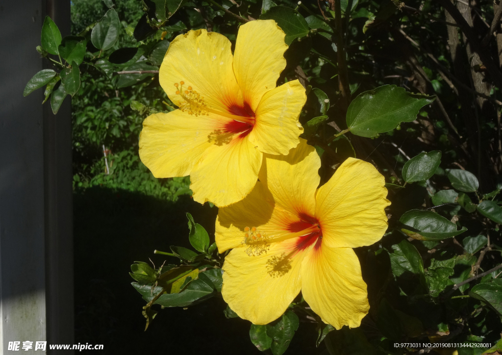 芙蓉花