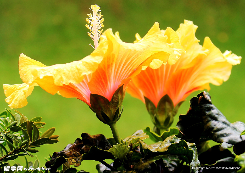 芙蓉花