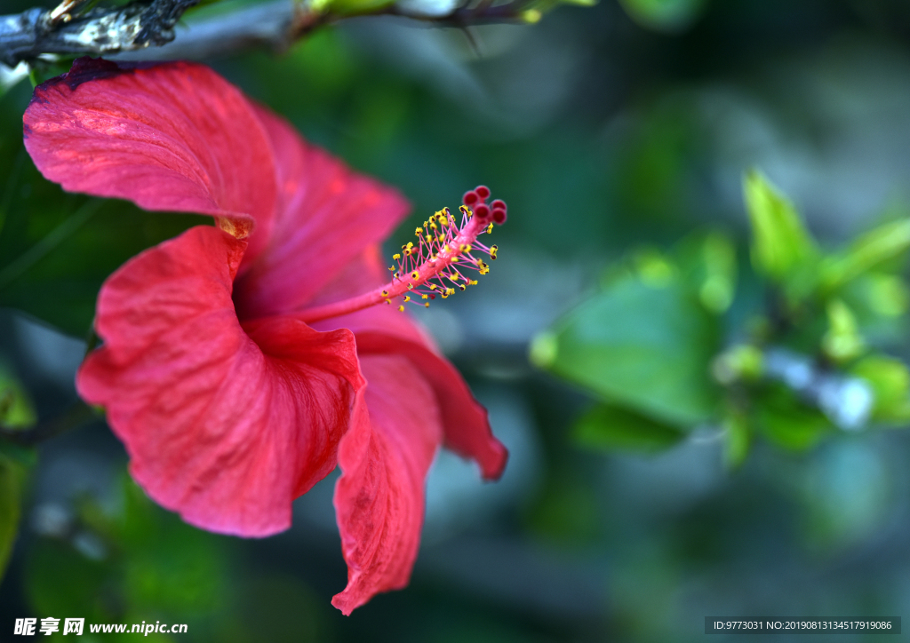芙蓉花