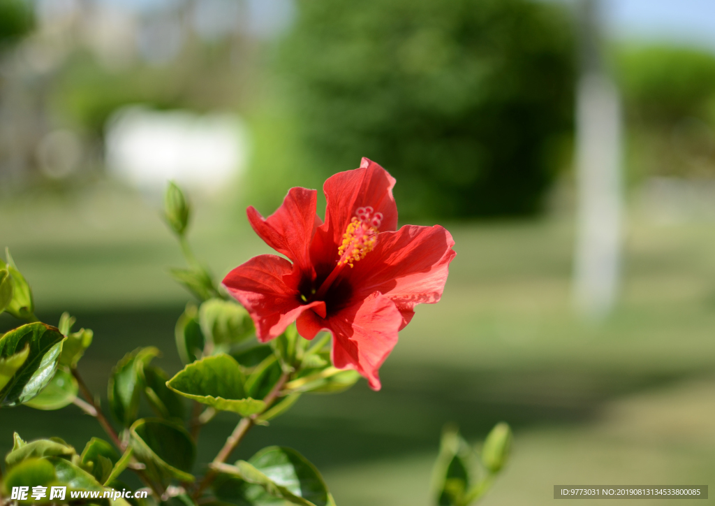 芙蓉花