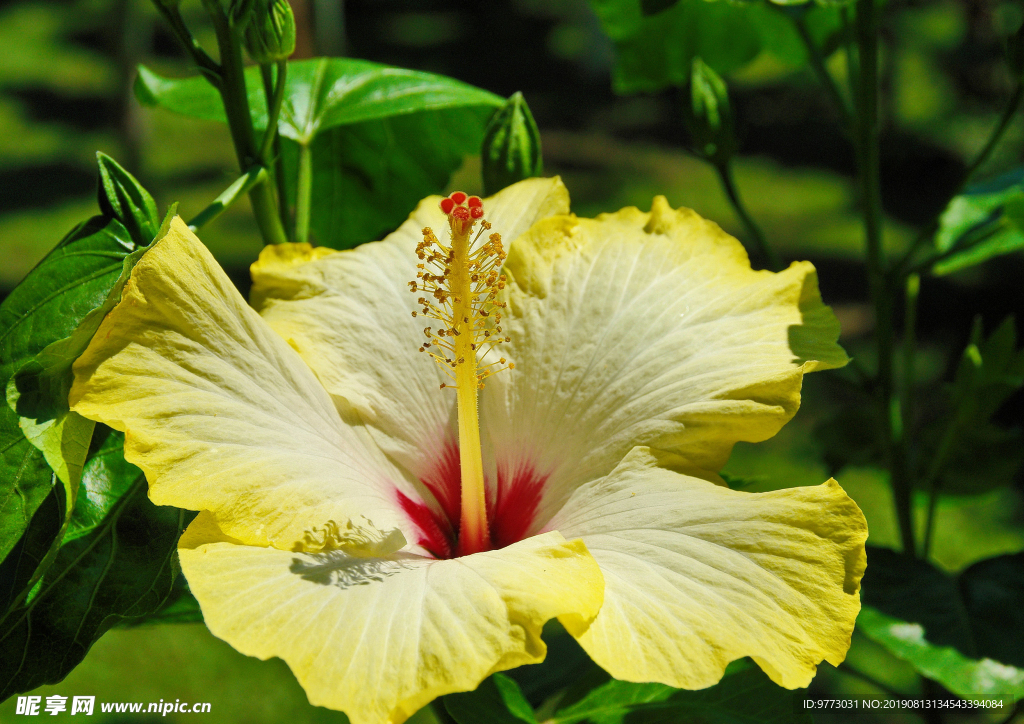 芙蓉花
