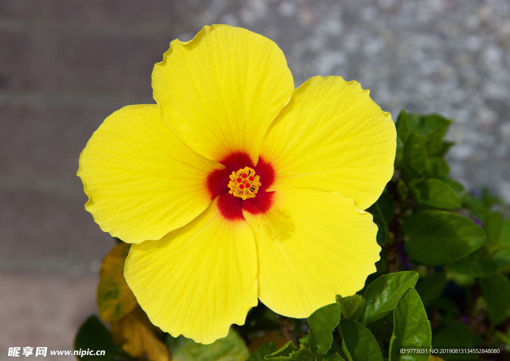 芙蓉花