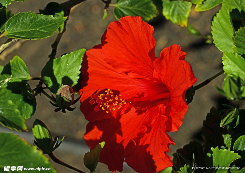 芙蓉花