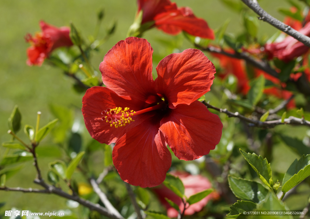 芙蓉花