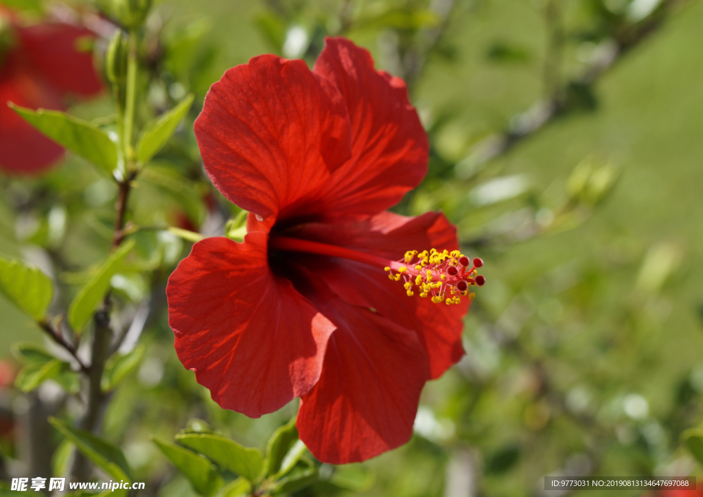 芙蓉花