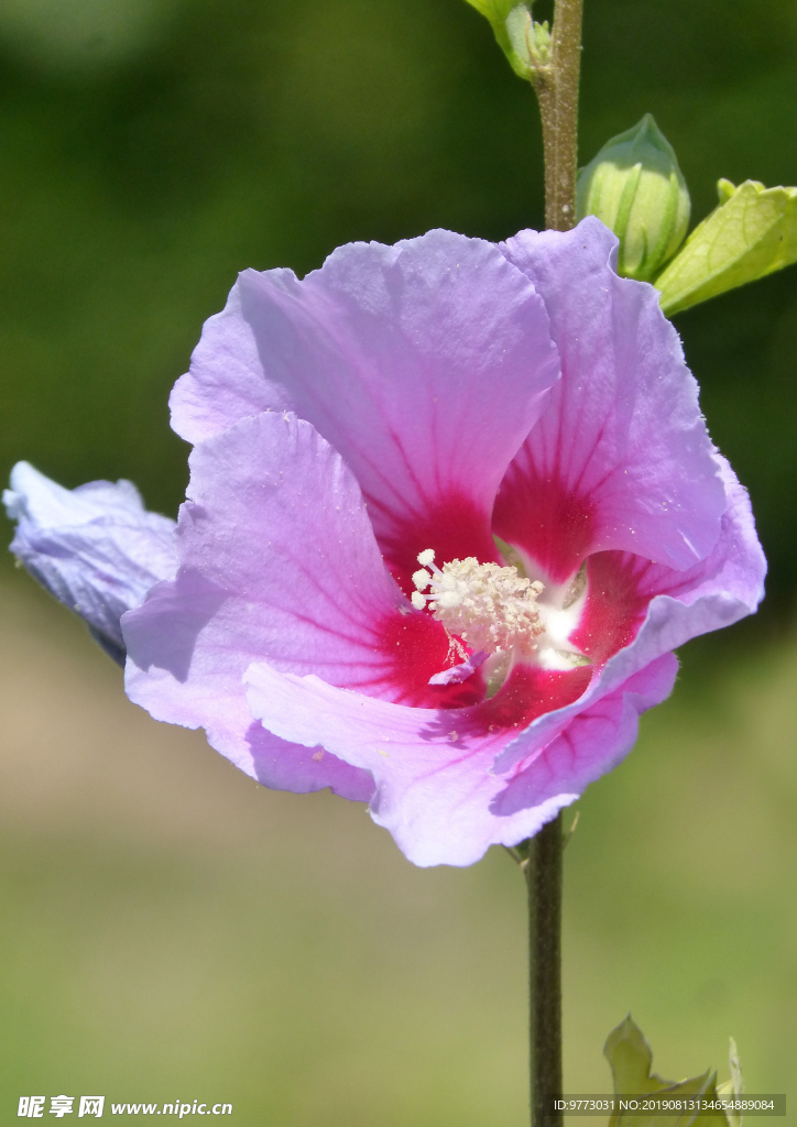 芙蓉花