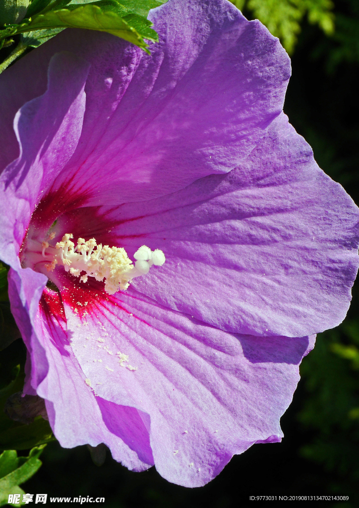 芙蓉花