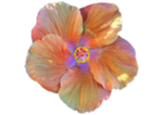 芙蓉花
