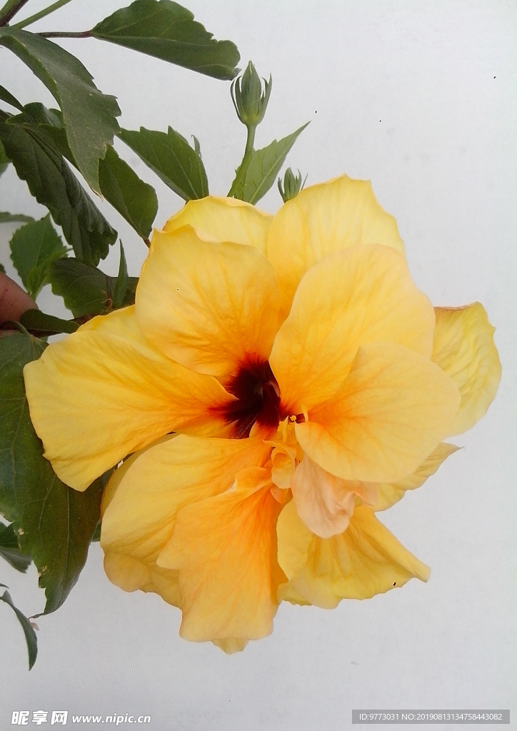 芙蓉花