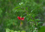 芙蓉花
