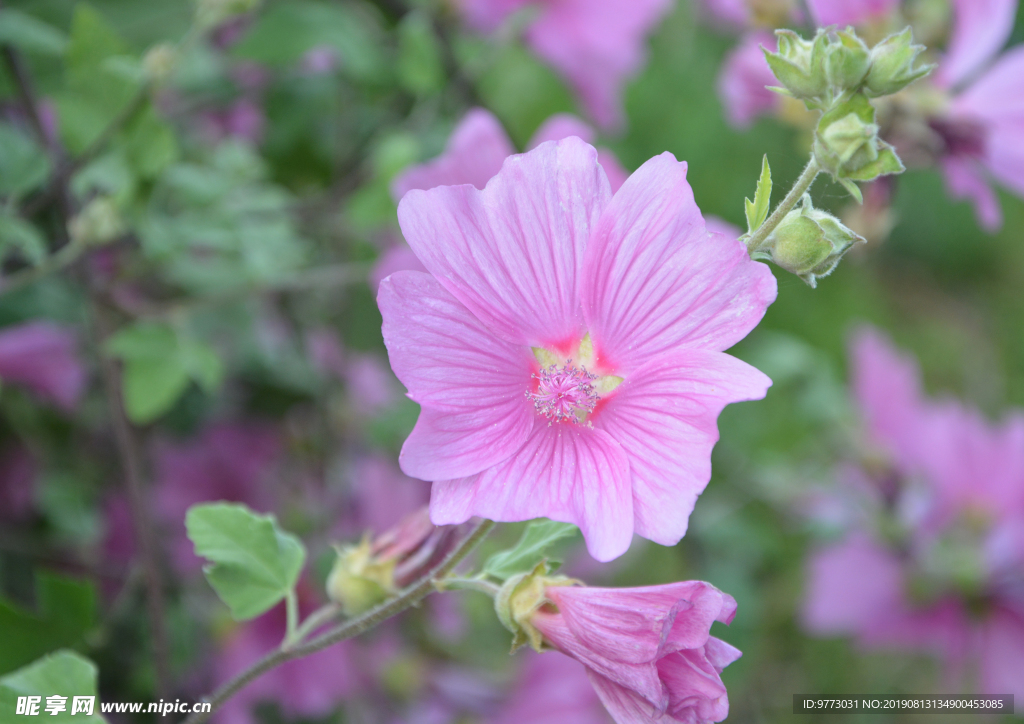 芙蓉花