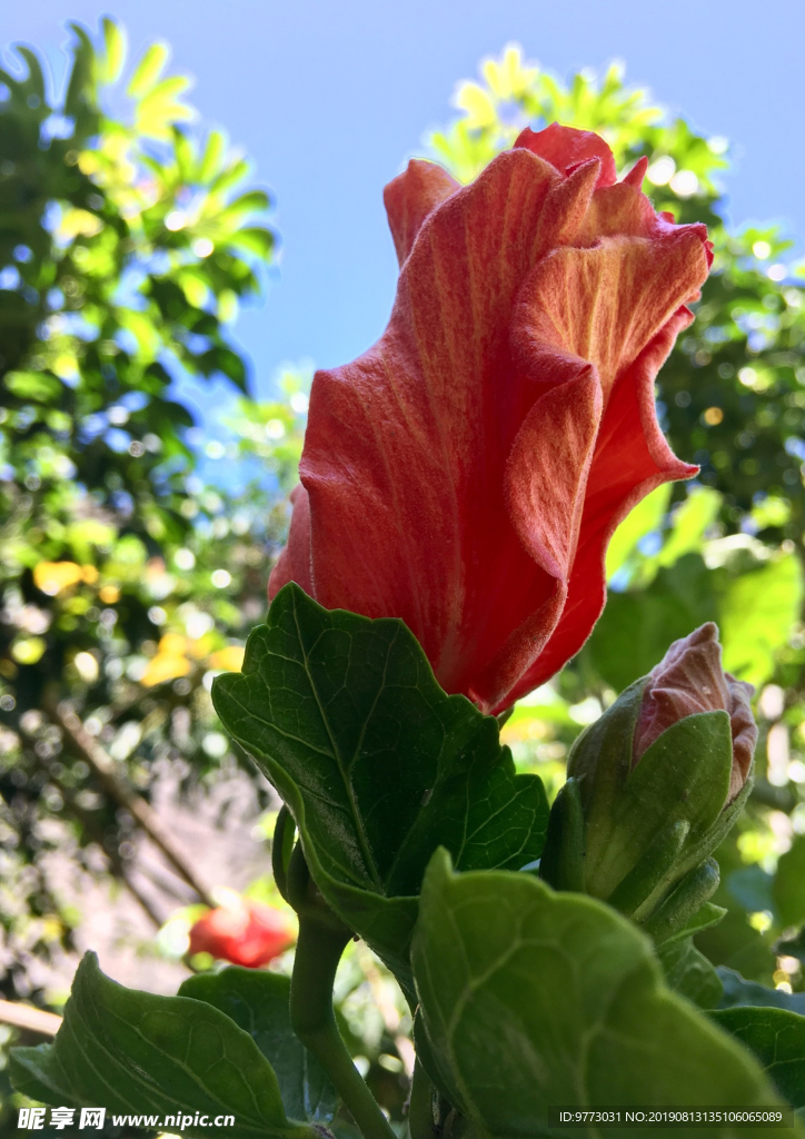 芙蓉花