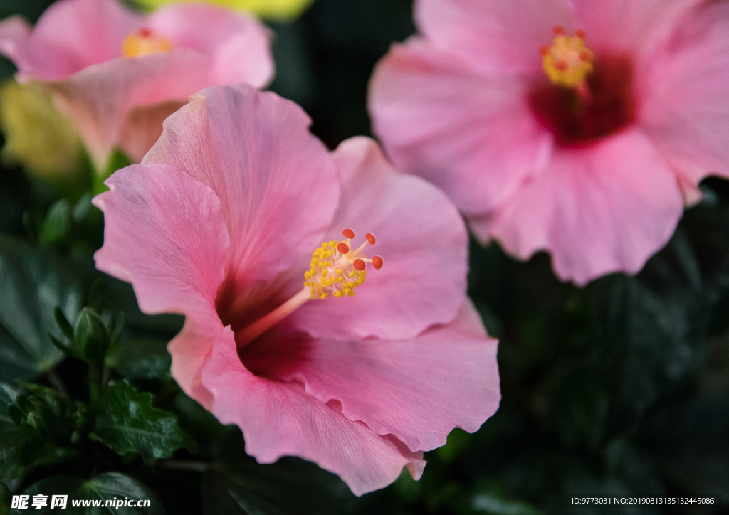 芙蓉花