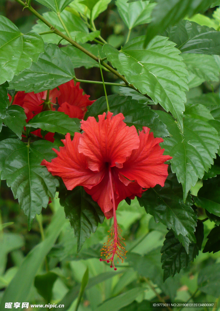芙蓉花