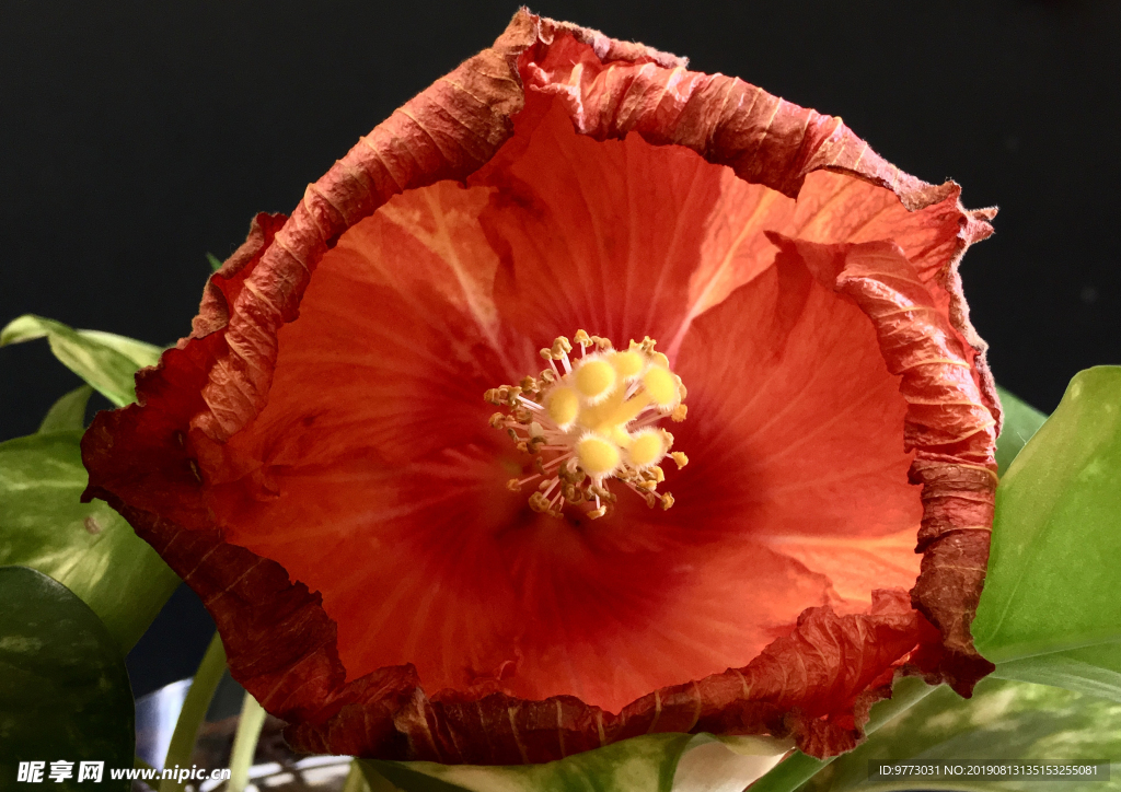 芙蓉花