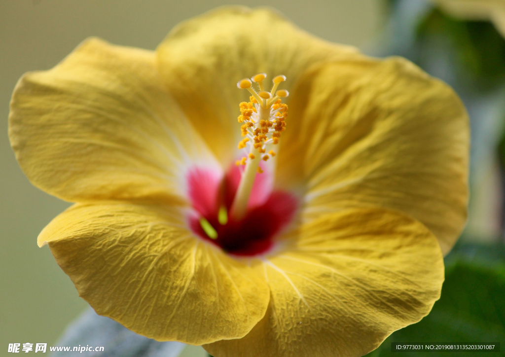 芙蓉花