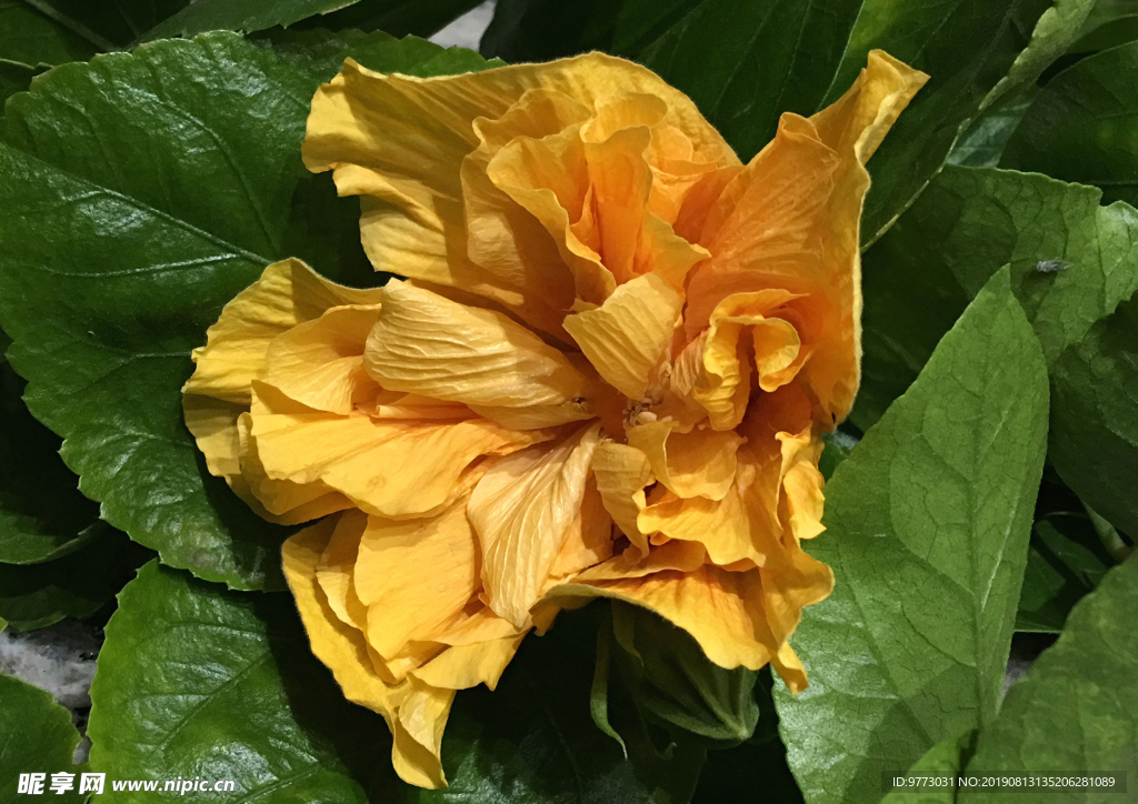 芙蓉花